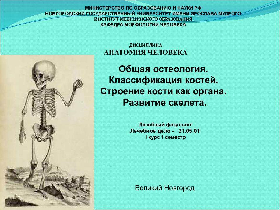 Общая остеология. Классификация костей. Строение кости как органа. Развитие
