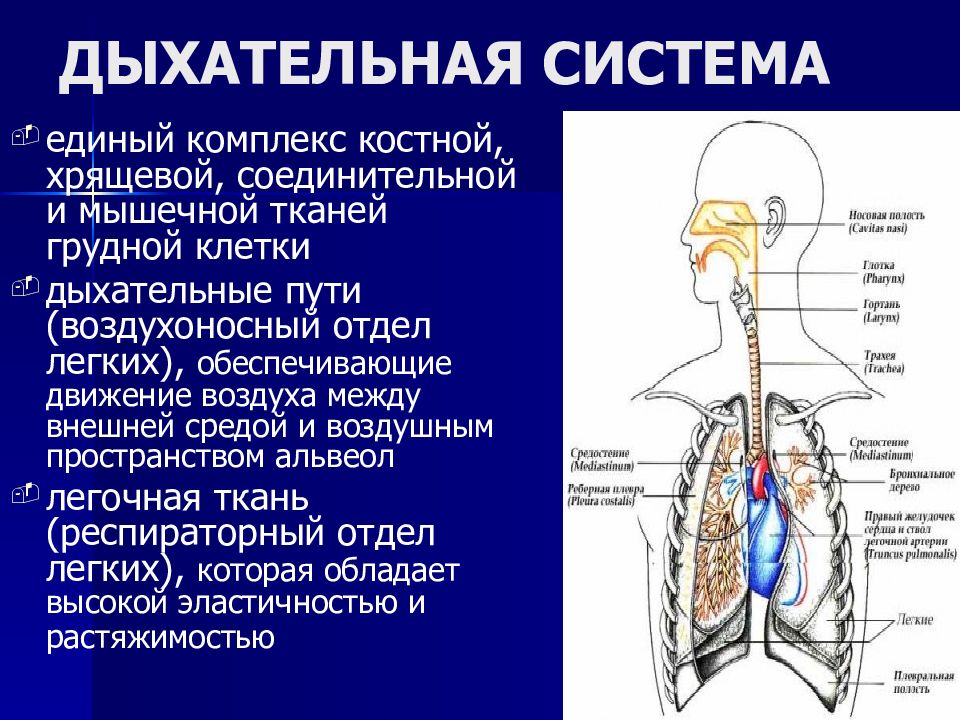 Общий план строения и функции дыхательной системы