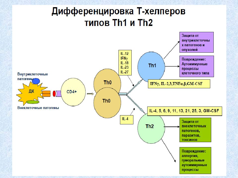 Схема th1 ответа