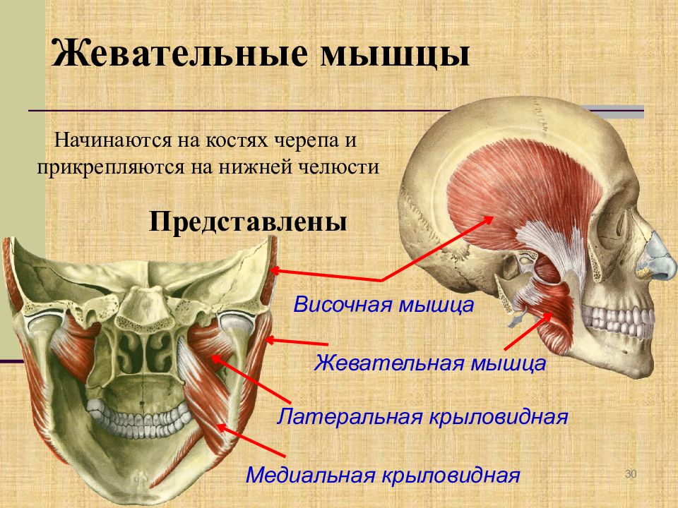 Жевательная мышца картинка