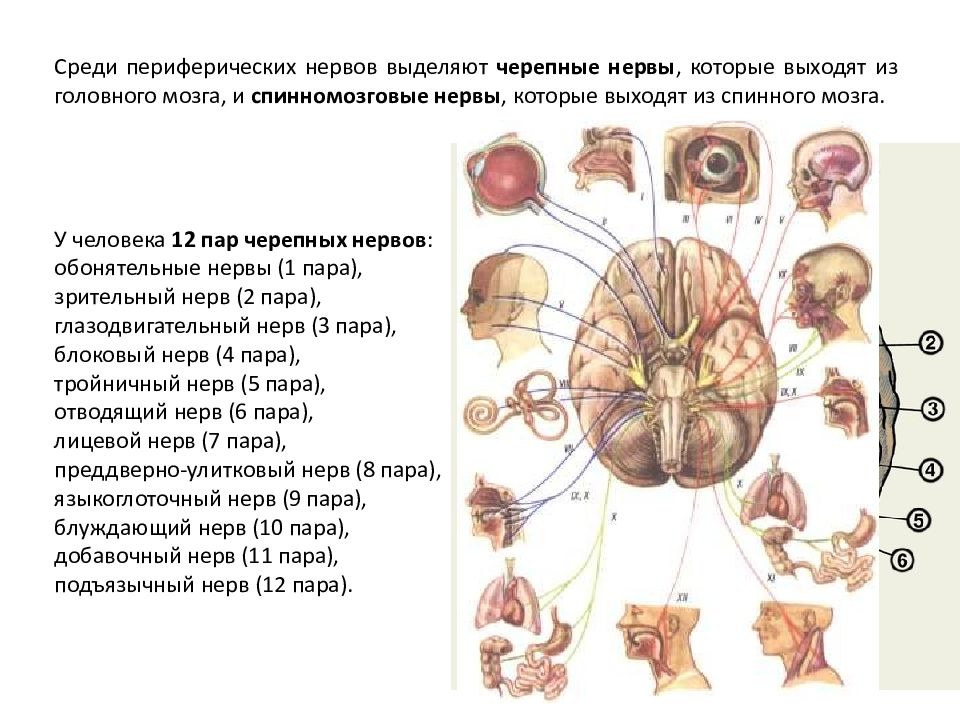 Черепно мозговой нерв периферический