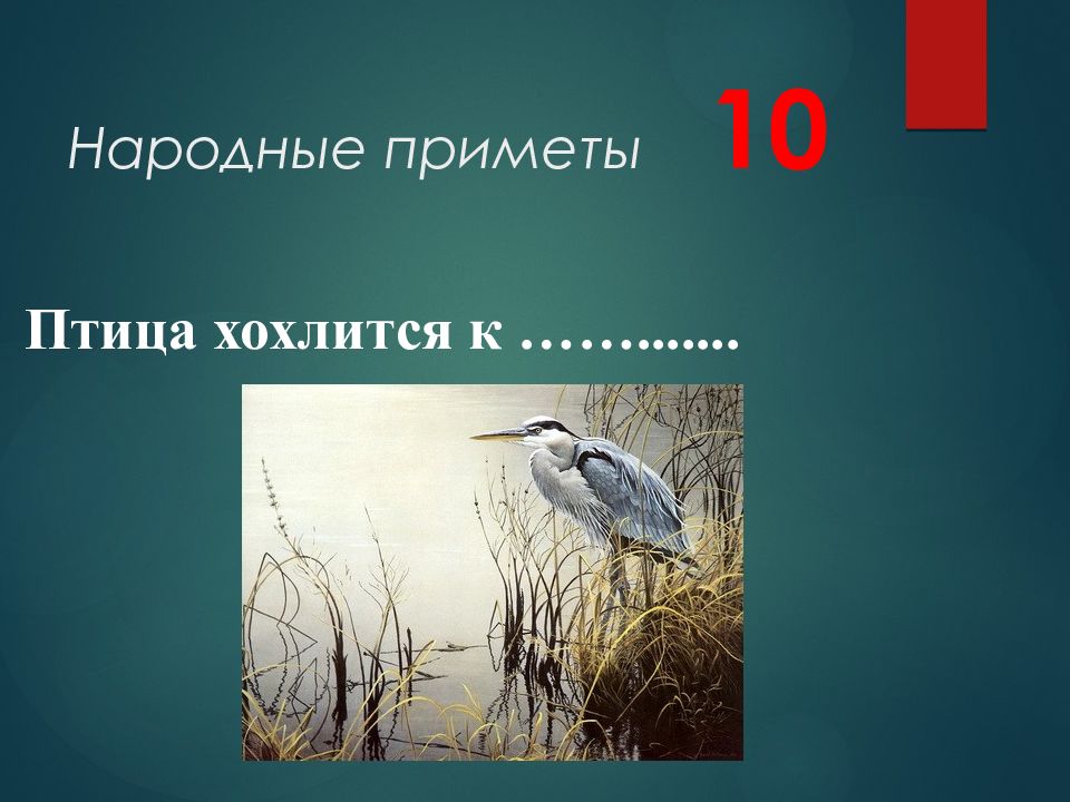 10 птиц