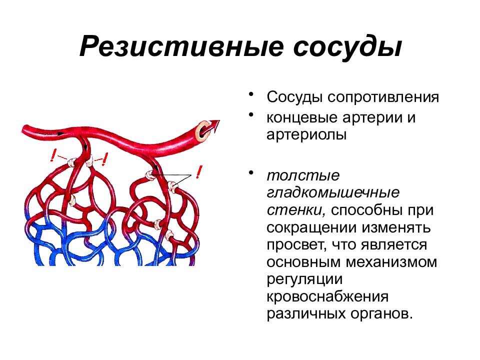 Обмен сосуды. Функции резистивных сосудов физиология. Резистивные сосуды строение. Резистивные сосуды (сосуды сопротивления). Резистивные кровеносные сосуды.