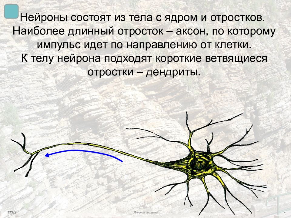 Короткие аксоны сильно ветвятся. Аксон отросток нервной клетки. Нейрон состоит из тела и отростков. Длинный отросток нервной клетки. Состоит из длинных отростков нейронов.