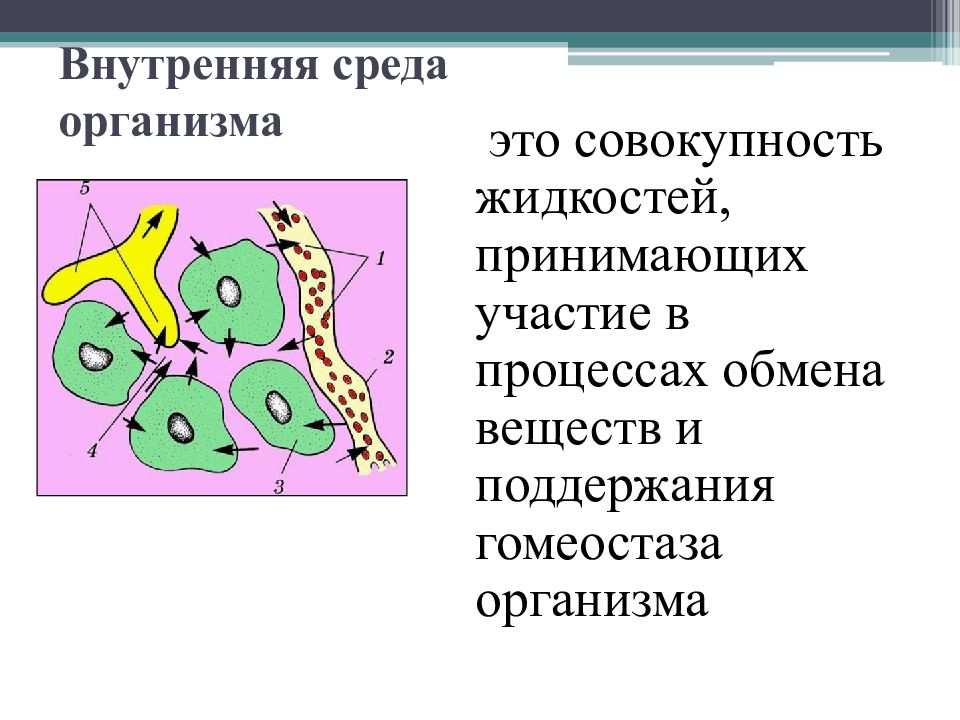 Внутренняя среда организма презентация