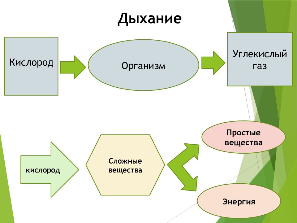 Система живых организмов на земле презентация 10 класс пономарева