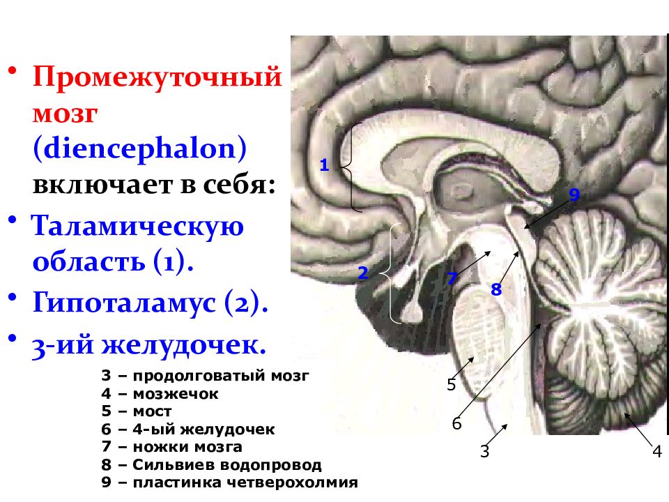 Значение промежуточного мозга. Таламическая область промежуточного мозга. Промежуточный мозг схема. Эпиталамическая спайка промежуточного мозга. Промежуточный и продолговатый мозг.