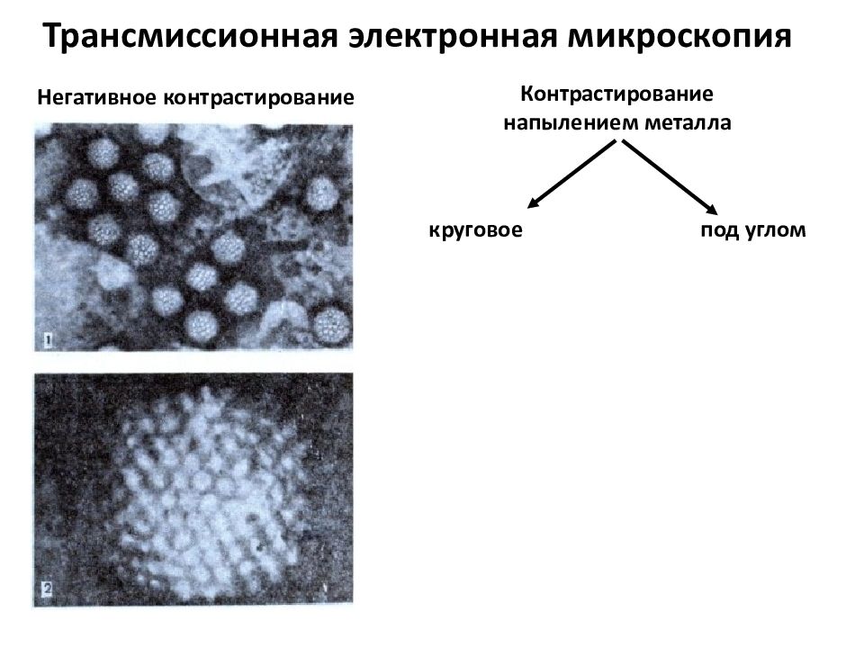 Электронная микроскопия презентация