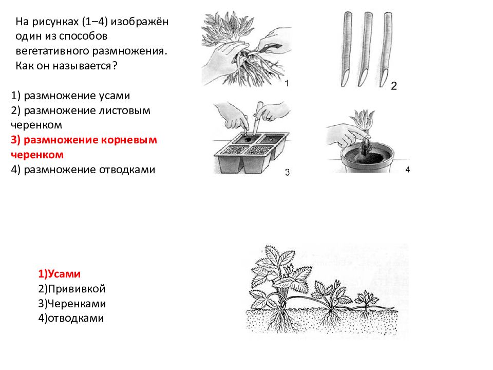 Пример процесса иллюстрирующего размножение у растений