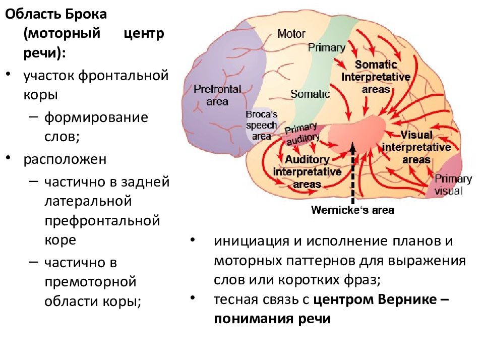 Speech brain. Центр Брока область головного мозга. Центр Брока это моторный центр речи. Речевые центры мозга. Центры мозга отвечающие за речь.