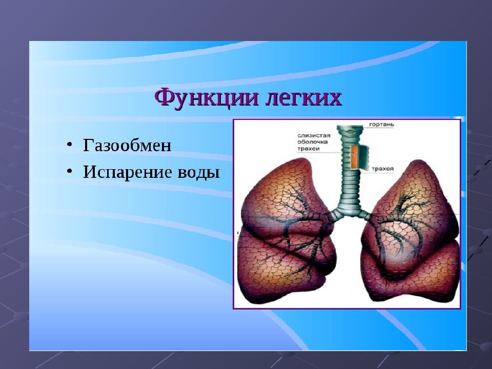 Роль легких. Легкие функции. Функции лёгких человека. Легкие человека функции. Функции легкие в дыхательной системе.