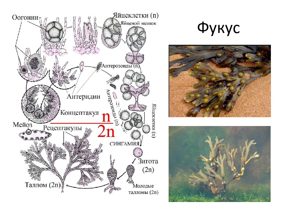 Тип таллома зеленых водорослей. Фукус таллом. Концептакул фукус. Фукус водоросли доклад. Бурая водоросль фукус одноклеточная или многоклеточная.