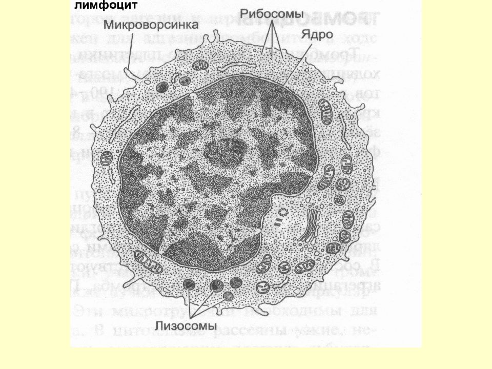 Лимфоциты структура. Строение т лимфоцитов гистология. Лимфоциты строение гистологическое. Лимфоциты гистология строение. Строение лимфоцита рисунок.