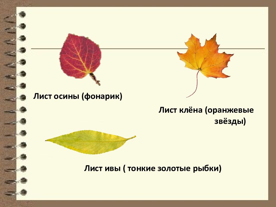 Осенние листья прилагательные. Лист ивы и осины. Листья клена листья осины. Осиновый лист. Листочки осины.