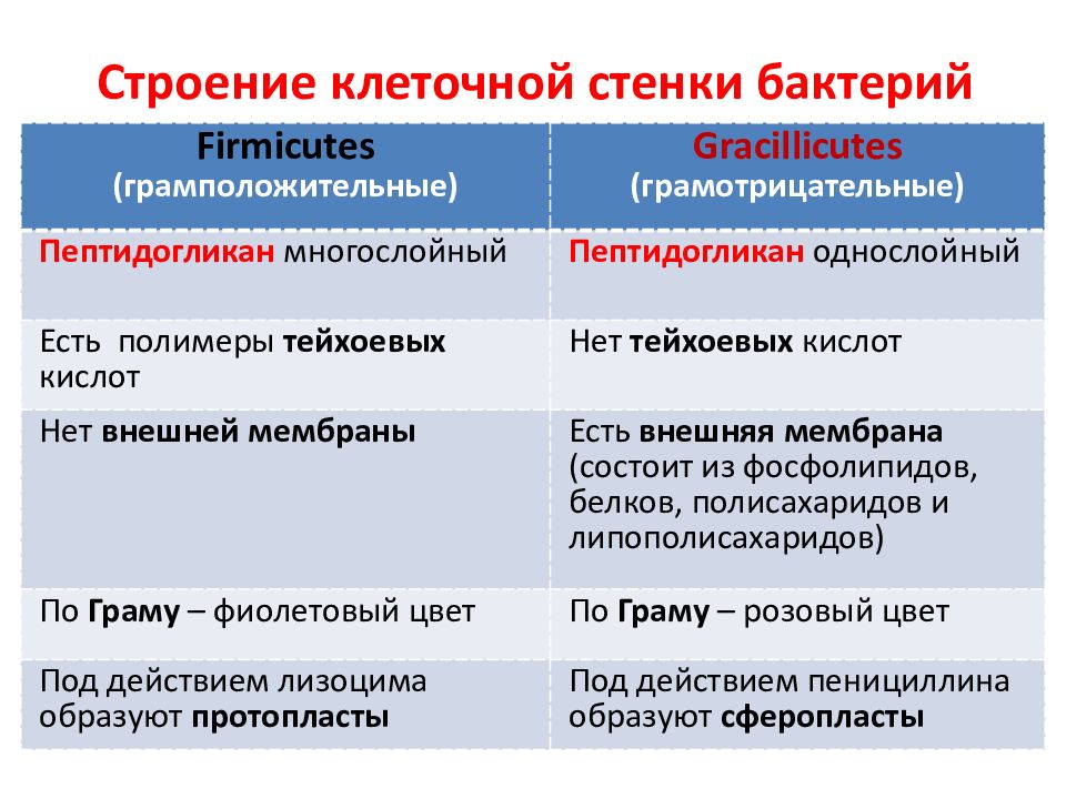 Грамположительные и грамотрицательные бактерии презентация