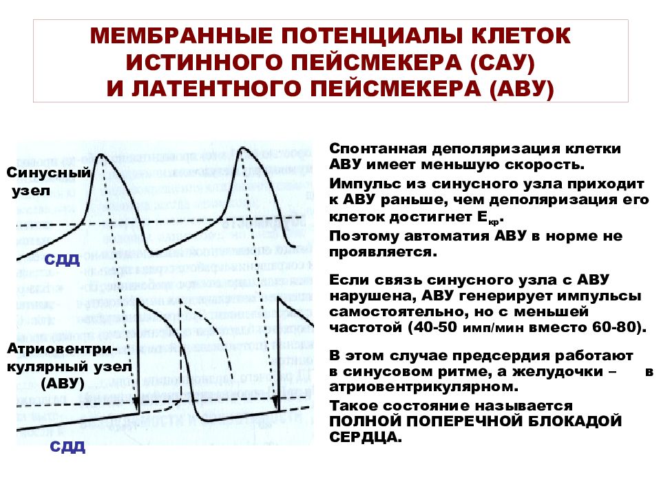 Механизмы генерации потенциала. Мембранный потенциал клетки рабочего миокарда. Потенциал действия клеток пейсмекеров.. Потенциал действия синусного узла. Потенциал действия в атриовентрикулярном узле.