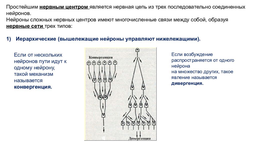 Нервная цепочка. Нервная цепь. Простейшая нервная цепь. Понятие о нервных цепях. Типы нервных сетей.