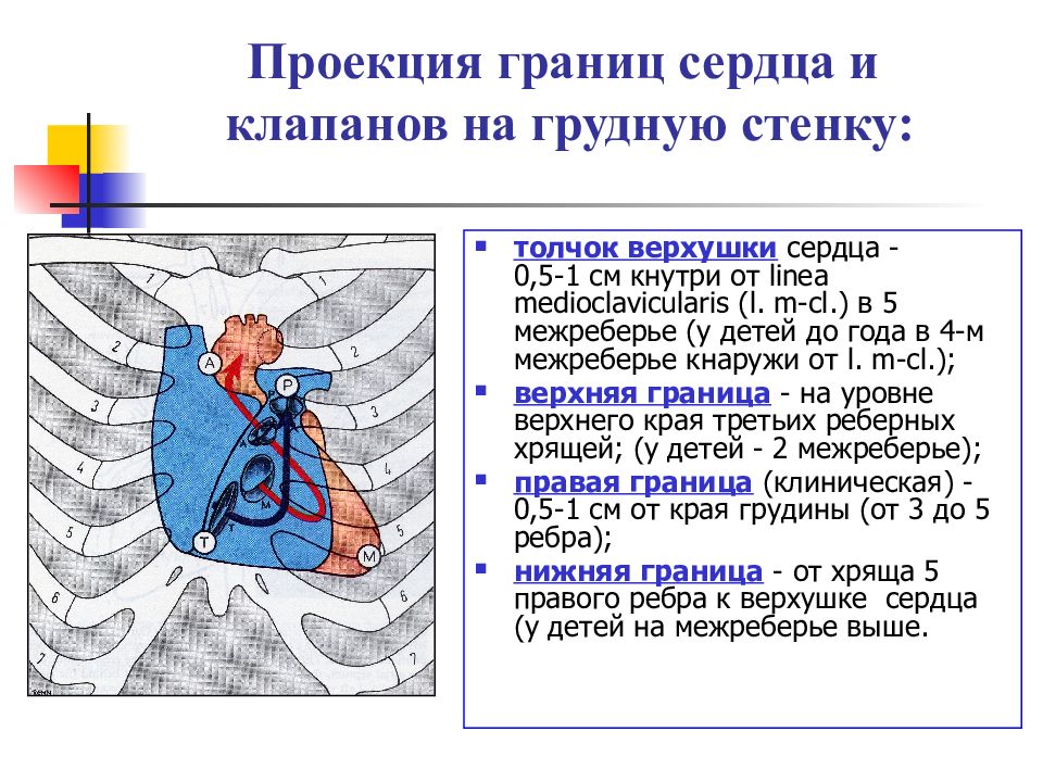 Проекция клапанов. Проекция границ сердца. Проекция клапанов сердца. Границы проекции сердца на грудную стенку.. Верхушка сердца проецируется.