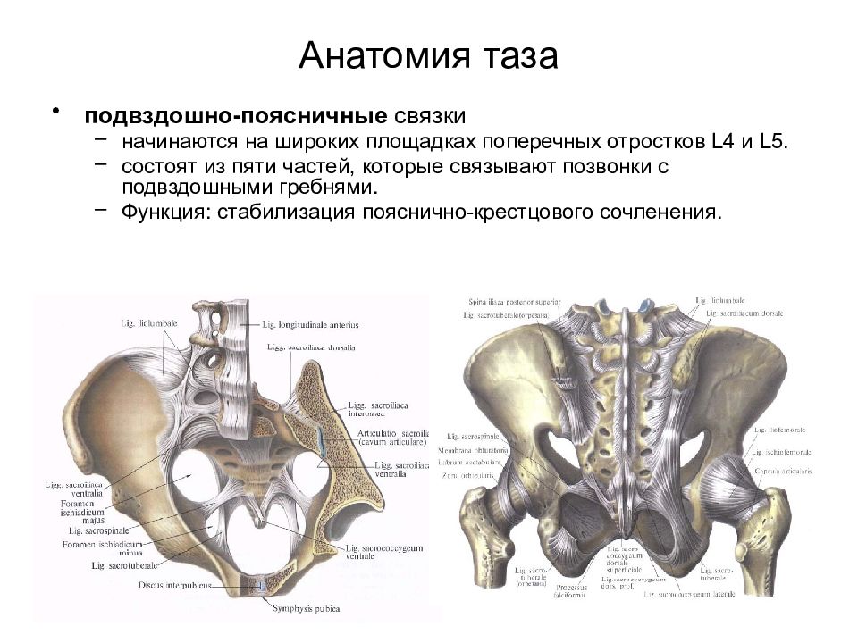 Крестцовая связка. Пояснично-крестцовый сустав анатомия. Крестцово Бугорная связка анатомия. Крестцово-подвздошное сочленение вид сзади. Анатомия подвздошной кости кт.