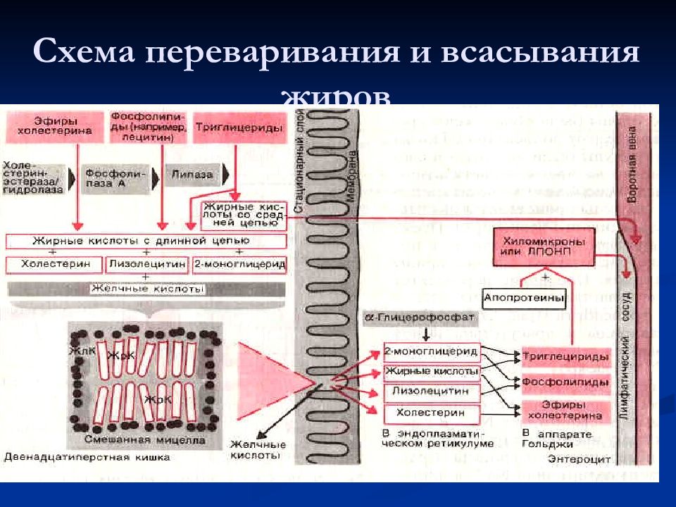 Роль печени в пищеварении физиология презентация