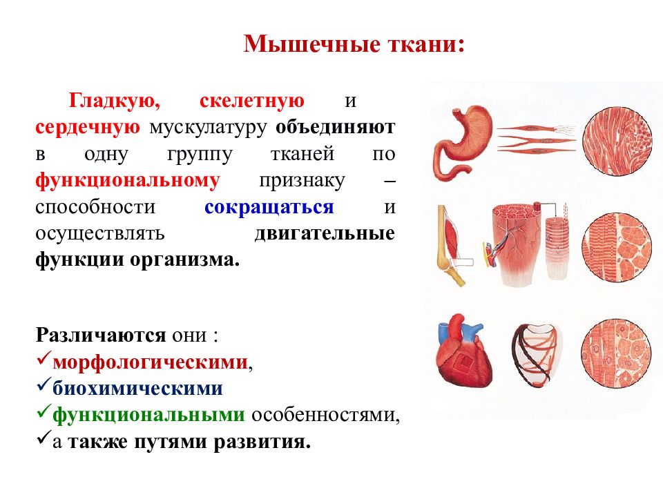 Паразитический образ жизни три слоя гладкой мускулатуры. Строение мышечного веретена. Особенности строения мышечной ткани человека. Анатомия мышц человека для рисования.