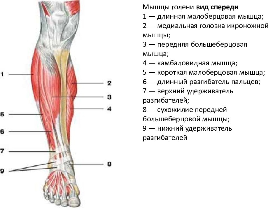 Бедра снизу. Мышцы голени передняя группа. Малоберцовая мышца анатомия. Мышцы голени правой вид спереди и сбоку.
