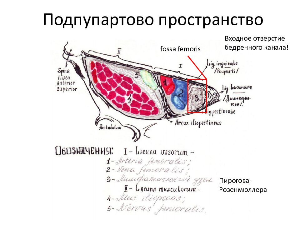 Сосудистая лакуна. Узел Пирогова-Розенмюллера. Подпупартово пространство. Подпупартово пространство анатомия.