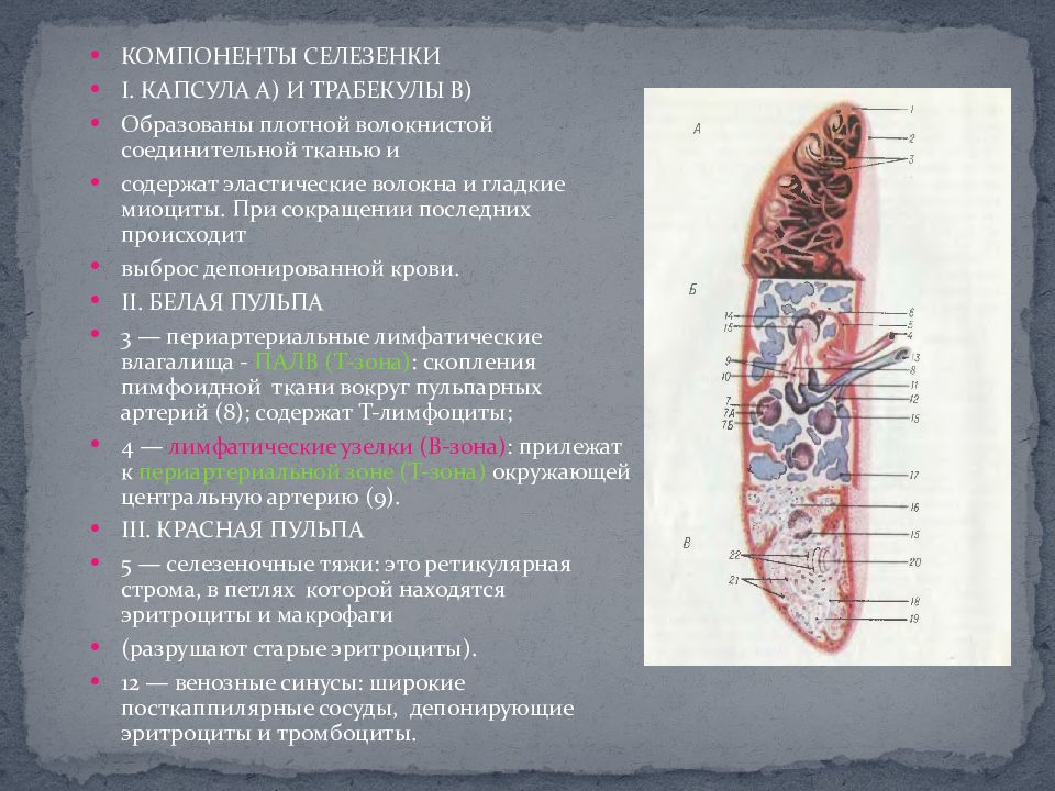 Селезенка препарат анатомия. Селезенка кроветворный орган. Тканевые элементы селезенки. Селезенка внешнее и внутреннее строение.