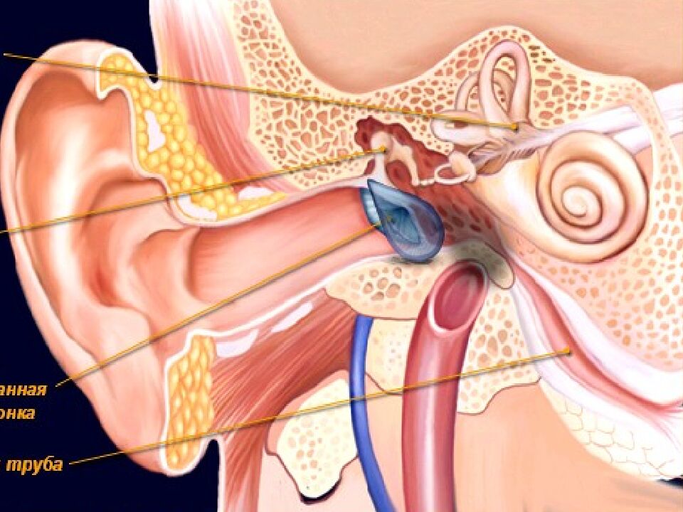 Проверка домашнего задания: I.Тест «Зрительный анализатор» (определить