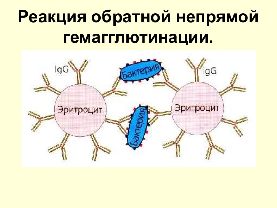 Реакция гемагглютинации. Реакция обратной непрямой гемагглютинации. Реакция обратной непрямой гемагглютинации микробиология. Реакция непрямой гемагглютинации схема. Реакция обратной непрямой гемагглютинации (РНГА).