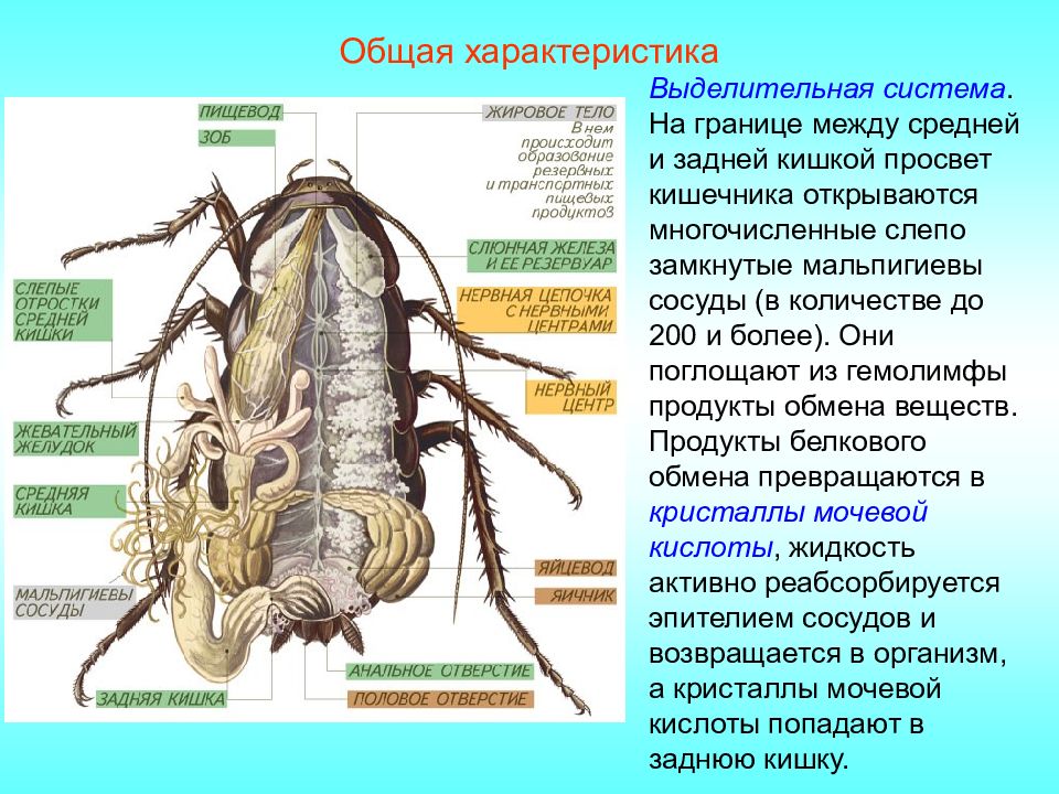 Какой класс имеет мальпигиевы сосуды