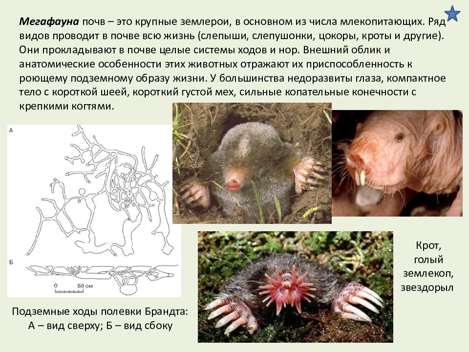 Проведя вид. Мегафауна почвы. Мегафауна почвы представители. Адаптации к условиям жизни Кроты. Мегафауна почвы размер.