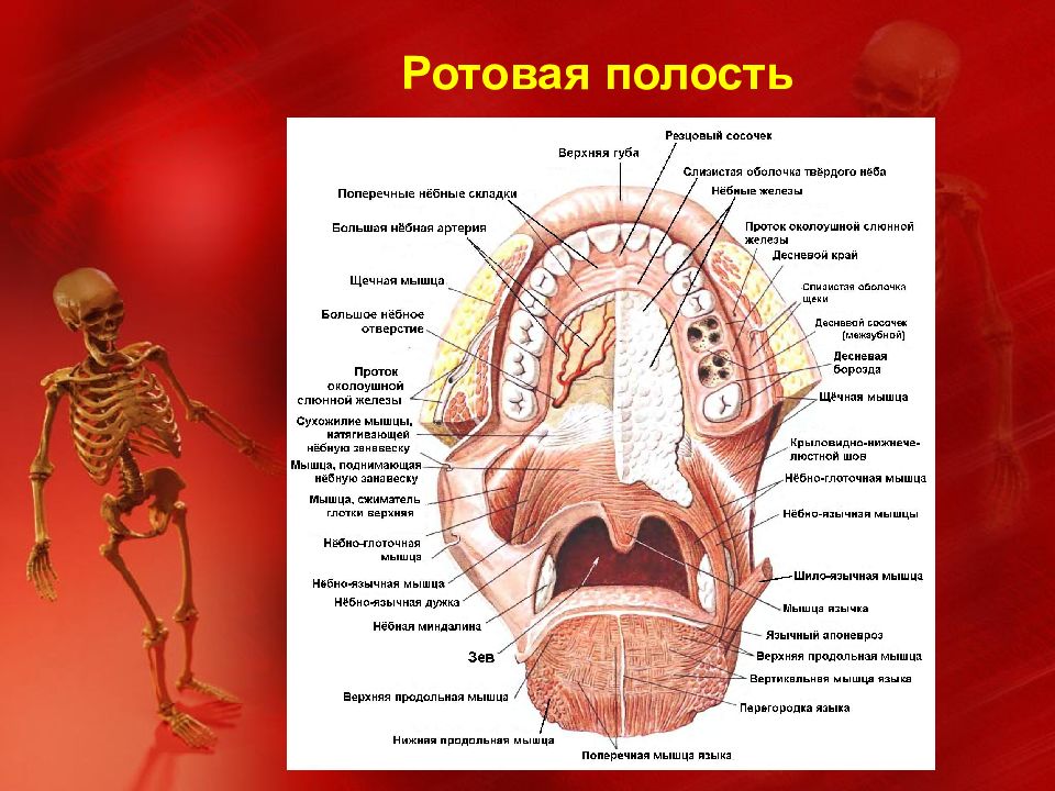 Образования ротовой полости. Строение ротовой полости. Анатомия ротовой полости человека. Мышцы ротовой полости человека.