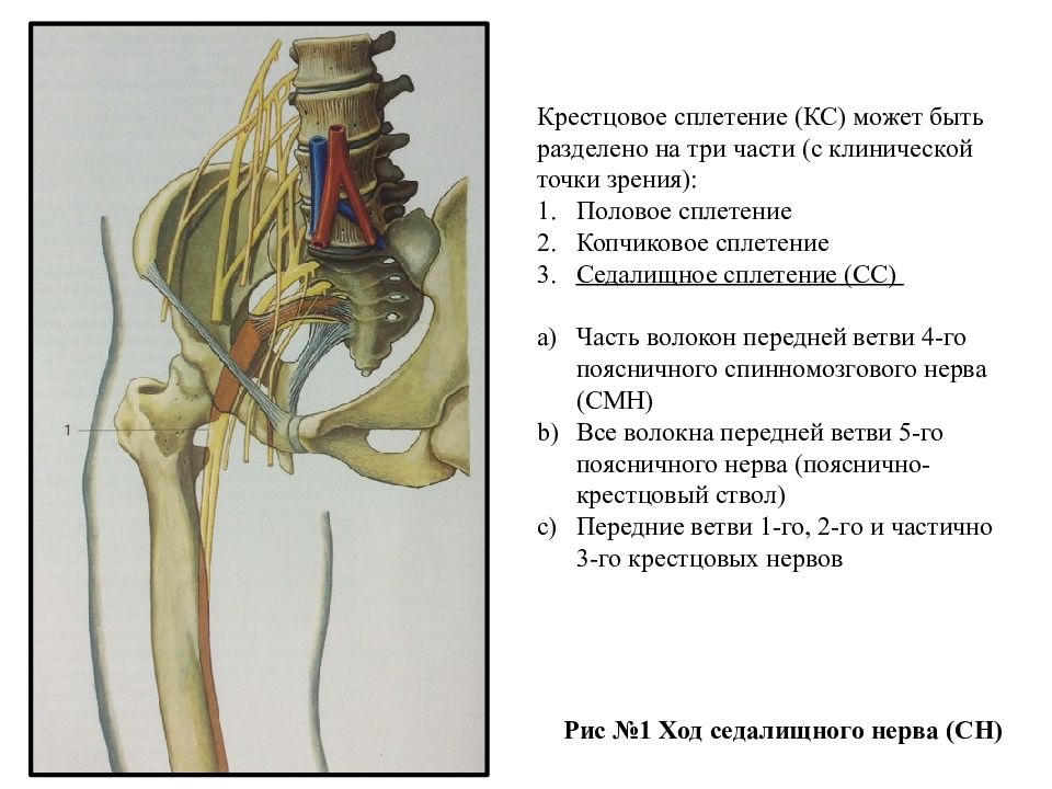 Топография седалищного нерва схема