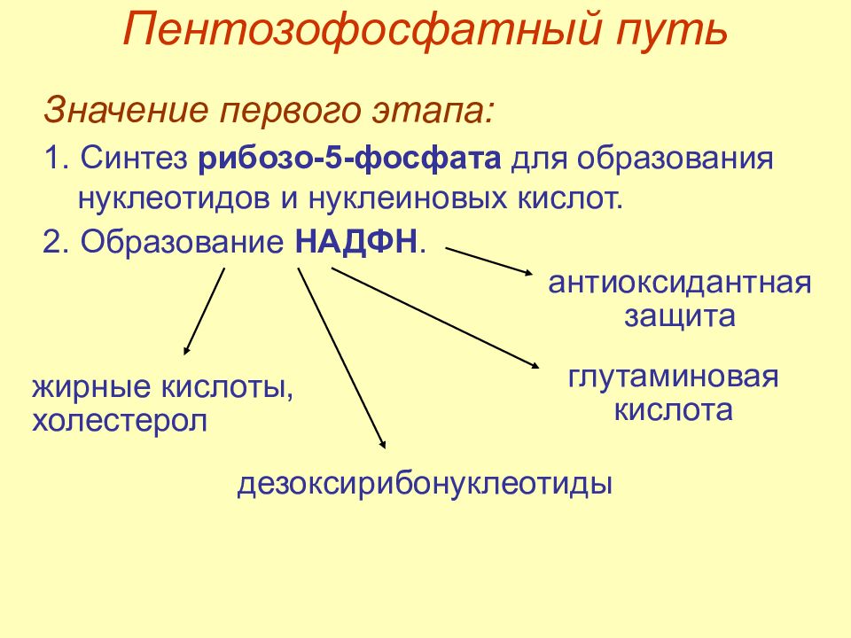 Значение пути. Биологическая роль пентозофосфатного пути. Пентозофосфатный путь значение. Значение пентозофосфатного пути. Регуляция пентозофосфатного пути.