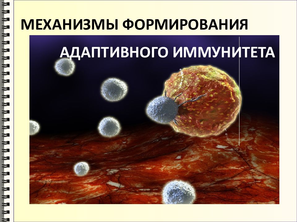 АДАПТИВНОГО ИММУНИТЕТА МЕХАНИЗМЫ ФОРМИРОВАНИЯ