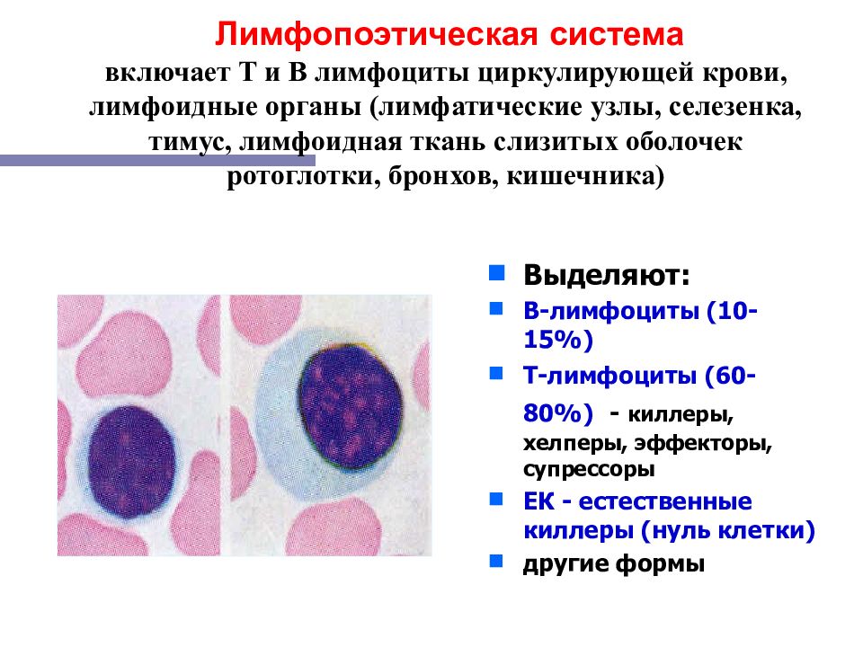 Селезенка лимфоциты