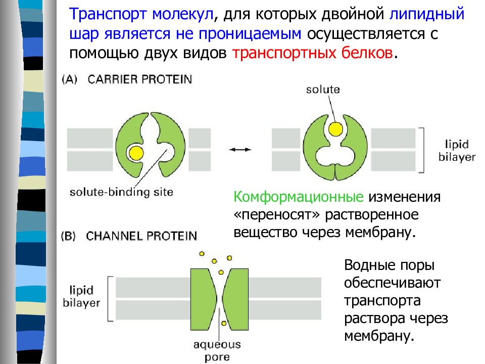 Транспорт молекул. Мембранные транспортные белки необходимы для. Типы молекулярного транспорта. Виды транспорта биофизика. Легко проницаема для большинства молекул.