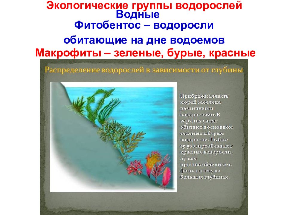 Значение донных водорослей в природе назовите. Экологические группы водорослей. Глубина обитания водорослей. Зелёные водоросли обитают на глубине. Факторы влияющие на распределение водорослей.