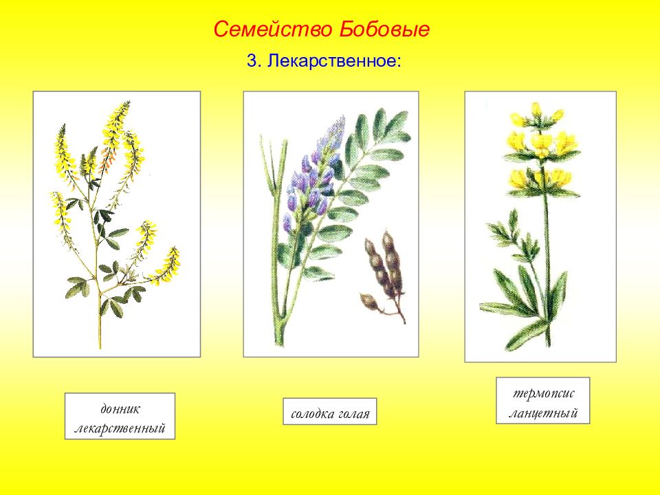 Семейство бобовые. Термопсис ланцетовидный бобовые семейство. Семейство бобовые соцветие. Донник схема соцветия. Соцветия у представителей семейства бобовые.