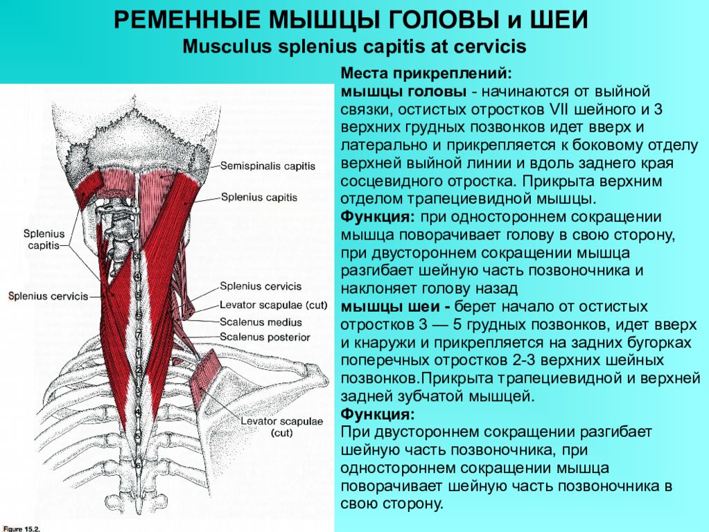 Ременная мышца. Ременная мышца головы и шеи функции. Ременная (пластырная) мышца головы и шеи. Ременная мышца головы (m. splenius capitis). Длинные разгибатели шеи мышцы анатомия.