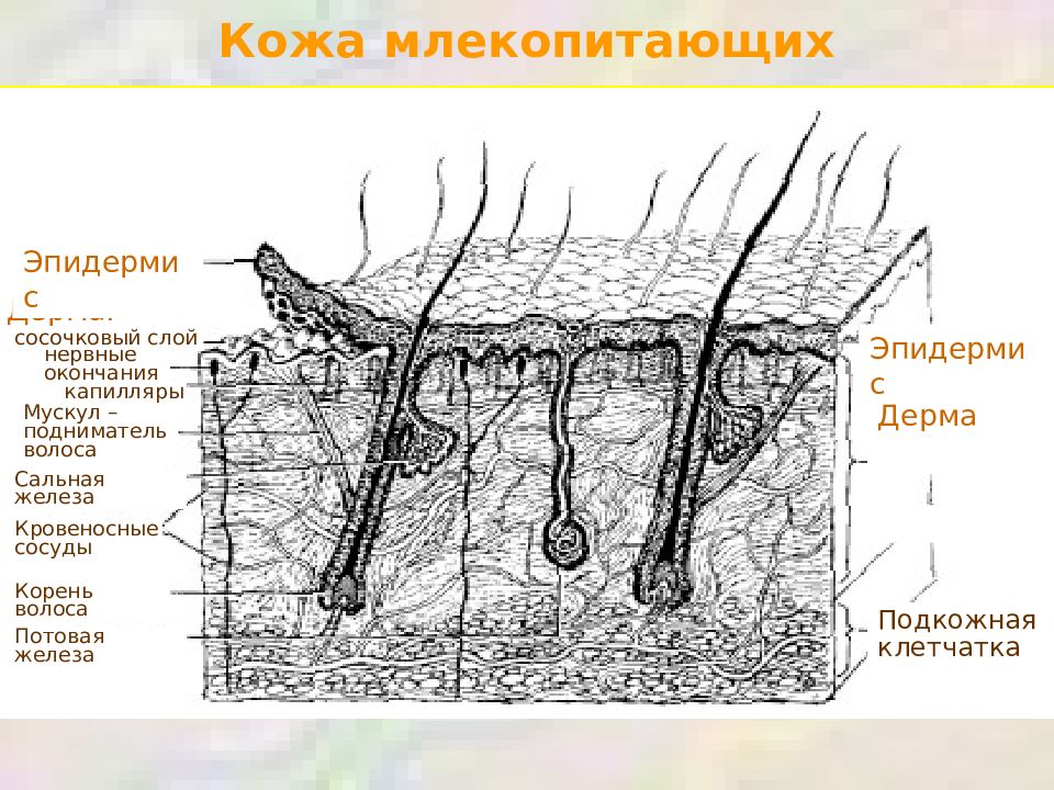 Кожей корень. Кожный Покров млекопитающих схема. Кожа млекопитающих эпидермис, дерма. Строение кожи млекопитающих эпидермис дерма. Строение кожного Покрова млекопитающих.