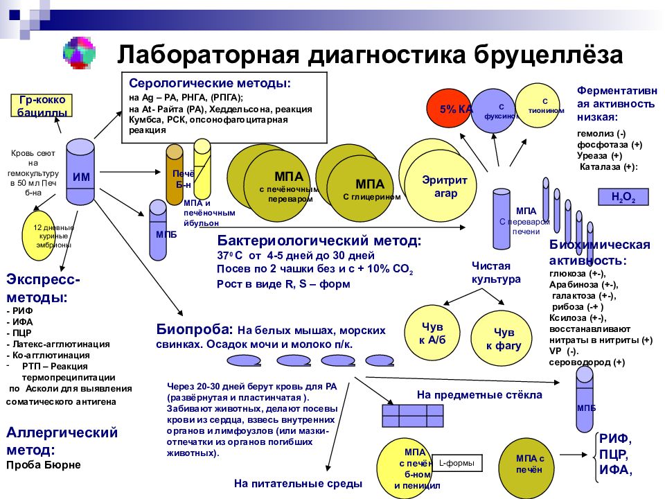 Бруцеллез презентация по микробиологии