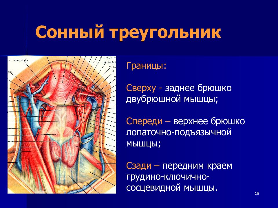 Стенки треугольника пирогова