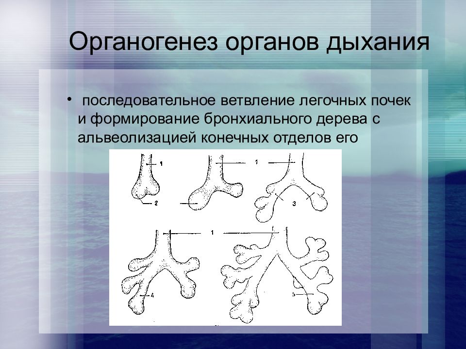 Функциональная анатомия дыхательной системы презентация