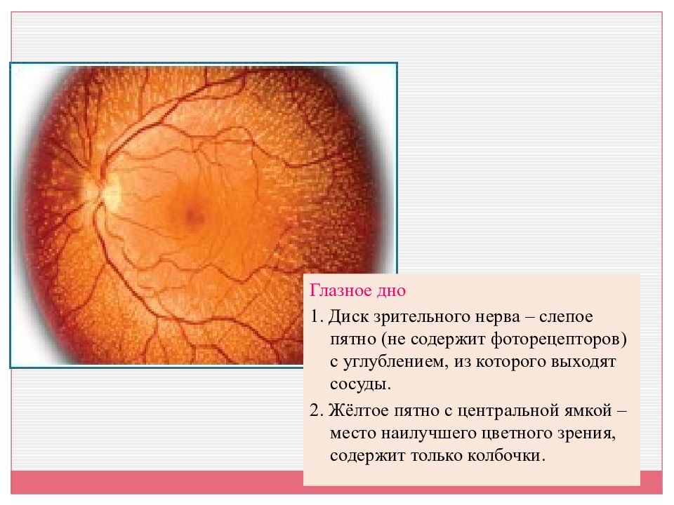 Норма глазного дна. Глазное дно диск зрительного нерва.