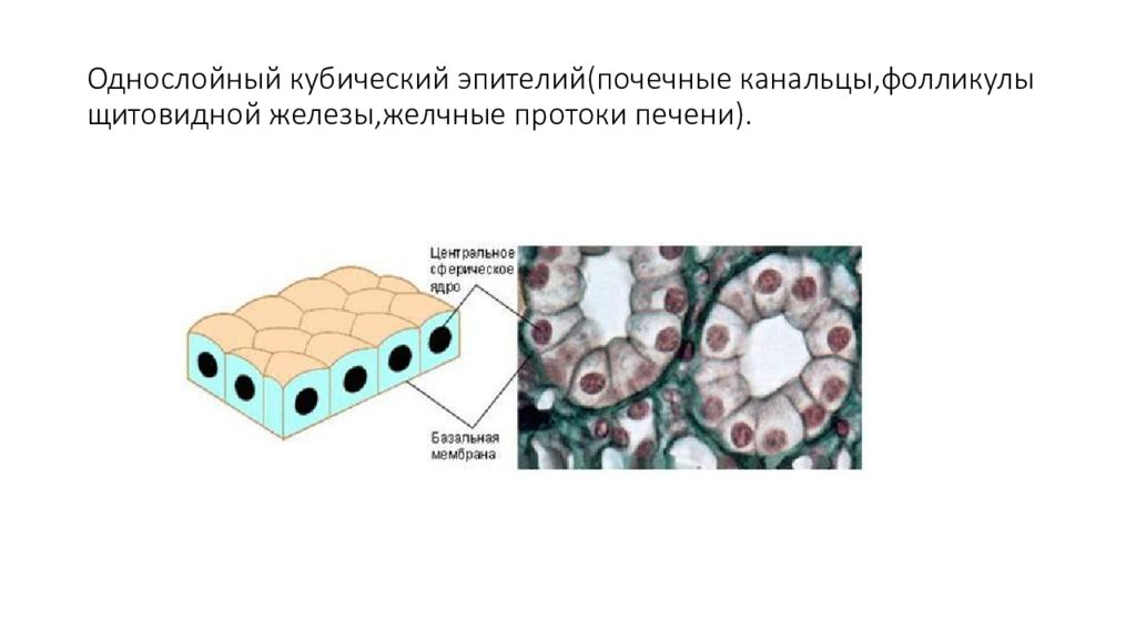 Однослойный эпителий. Однослойный кубический эпителий (канальцы почки). Однослойный кубический эпителий канальцев почки. Однослойный кубический и цилиндрический эпителий канальцы почки. Однослойный однорядный кубический эпителий местонахождение.