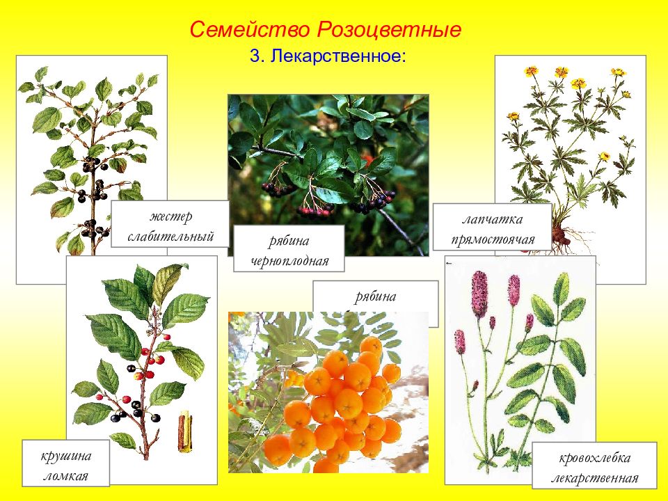 Розовые представители. Семейство покрытосеменных Розоцветные. Дикорастущие растения семейства розоцветных. Розоцветные травы представители. Покрытосеменные Розоцветные растения.