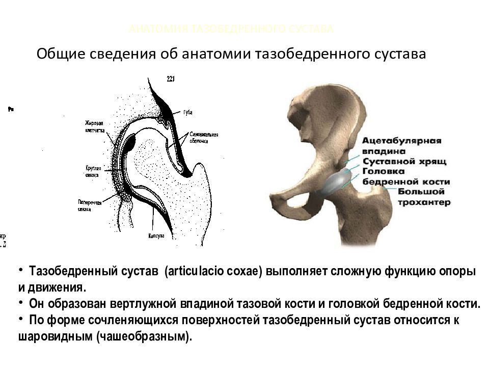 Лунная Кость Тазобедренного Сустава Фото