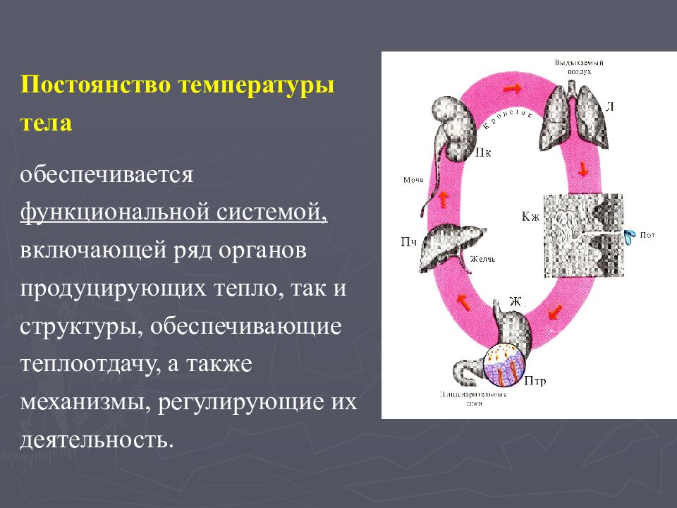 Обмен веществ рака